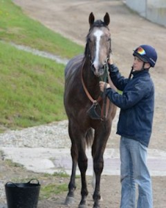 Steveprescott racehorse